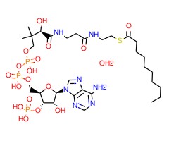 癸酰辅酶A图片