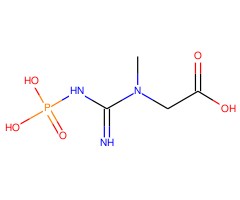 磷酸肌酸图片