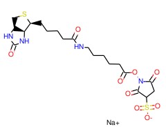 生物素化-EPSILON-氨基己酸-N-羟基磺基丁二酰亚胺活化酯图片