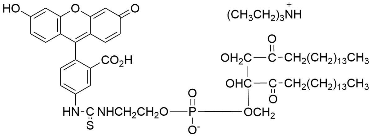 荧光素-二棕榈酰磷脂酰乙醇胺图片