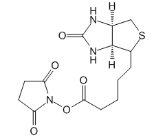 (+)-生物素-N-羟基琥珀酰亚胺酯图片