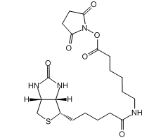 N-琥珀酰亚氨基6-生物素氨己酸图片